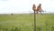 African monkeys sit on the fence of some territory in the African Savannah, netting