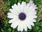 African Moon Daisy