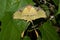 African Moon Moth (Argema mimosae)
