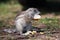 African mountain ground squirrel