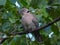 African mourning dove isolated in the wild