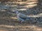 African mourning dove isolated in the wild