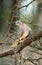 African Mourning Dove, streptopelia decipiens, Adult standing on Branch, South Africa