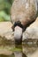 African Mourning Dove, Streptopelia decipiens, Streptopelia decipiens