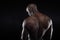 African muscular bodybuilder\'s back
