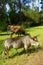 African Nguni bulls on pasture