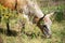 African Nguni cow with horns on ranch South Africa grazing