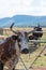 African Nguni cow ranch South Africa