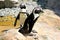 African Nile penguins