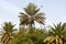 African oasis palm trees growing in sugar