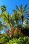 African oasis palm trees growing in sugar