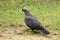 African olive pigeon