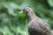 African olive pigeon