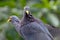 African Olive-pigeon, Columba arquatrix