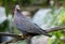 African Olive-pigeonï¼ŒColumba arquatrix