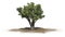 African Olive tree on sand area on white background