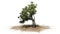 African Olive tree on sand area on white background