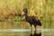 The African openbill Anastomus lamelligerus fishing in the shallow lagoon. African stork in the water