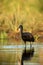 The African openbill Anastomus lamelligerus fishing in the shallow lagoon. African stork in the water