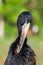 The African openbill Anastomus lamelligerus head close up, is a species of stork in the family Ciconiidae standing in the grass