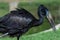 The African openbill Anastomus lamelligerus is a species of stork in the family Ciconiidae standing in the grass showing its