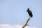 African openbill stork, anastomus lamelligerus,, perched in a dead tree against summer sky background. Queen Elizabeth National