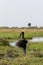 African Openbill with wings spread to the evening sun