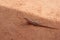 African Orange Spotted Lizard