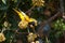 African Oriole