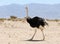 African ostrich