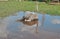 African ostrich is bathed in a puddle