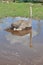 African ostrich is bathed in a puddle