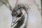 African ostrich bird,feathers,hair,beak,wildlife