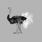 African Ostrich bird. monochrome Graphic animal illustration