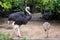 African Ostrich or Common ostrich Struthio camelus.