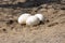 African ostrich egg production