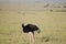 African Ostrich - Masai Mara - Kenya