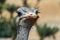 African ostrich. Portrait of the largest flightless keelless ostrich bird