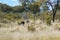 African ostrich in the savannah of Namibia in nature