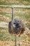 African ostrich standing and looking at the camera