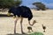 African ostrich (Struthio camelus) with chick