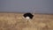 African Ostrich struthio camelus in the Etosha National Park in Namibia, Africa