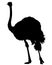 African ostrich ten