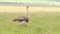 African ostriche running