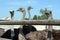 African ostriches on an ostrich farm