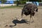 African ostriches on an ostrich farm