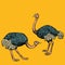 African ostriches, wild and farm animals