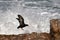 African oystercatcher