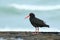 African oystercatcher or African black oystercatcher , New Zealand