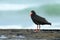 African oystercatcher or African black oystercatcher , New Zealand